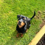 Un Rottpeake au pelage bicolore, assis sur un terrain gazonné et semblant détendu 