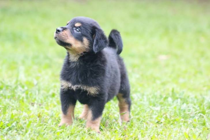 Un chiot Mastweiler sur un terrain herbeux et regardant vers la gauche 