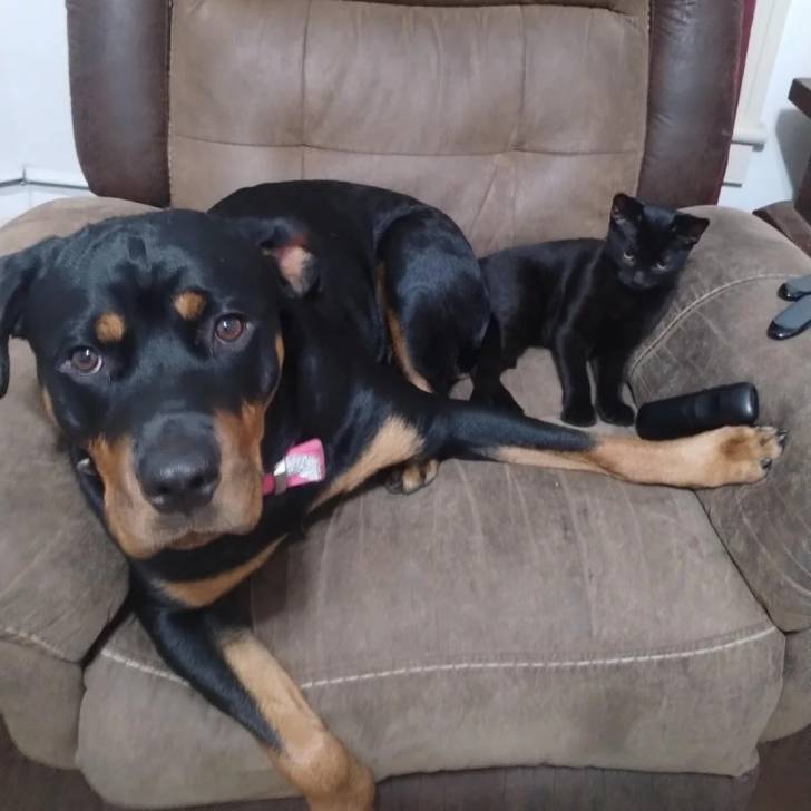 Un Rottpeake au pelage bicolore, allongé sur un fauteuil et regardant vers la caméra 