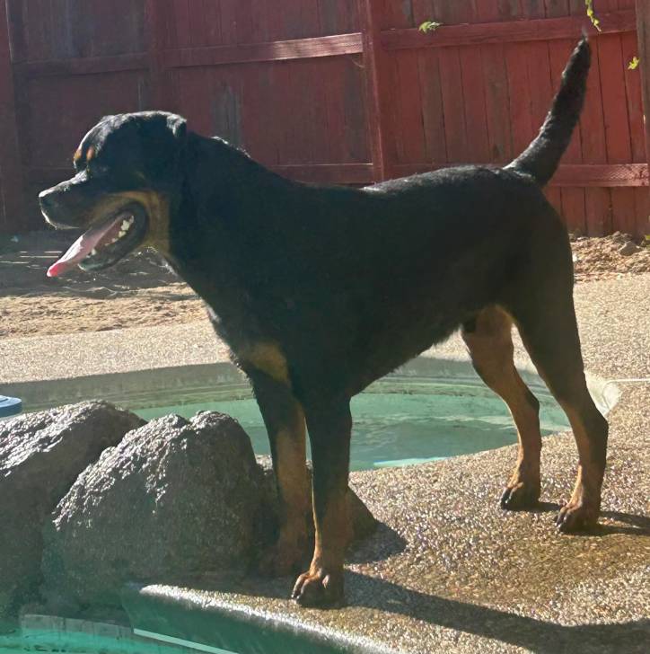 Un Rottpeake au pelage bicolore, debout sur ses quatre pattes près d'une piscine et ayant la langue pendante 