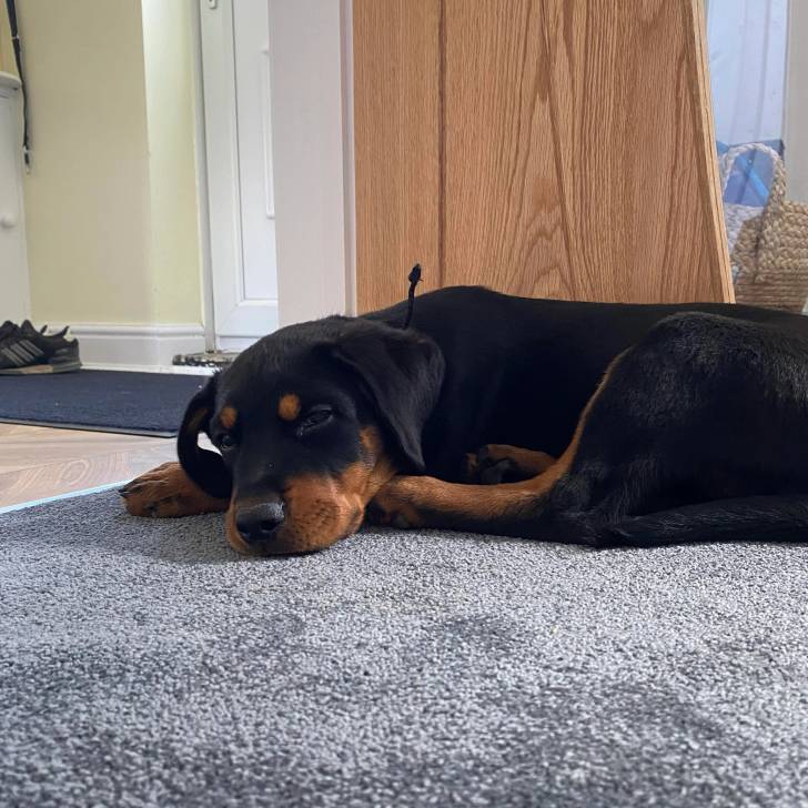 Un Rottpeake au pelage bicolore, allongé sur un tapis et regardant vers la caméra 