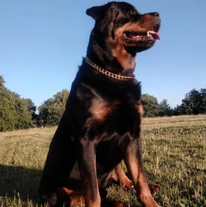 Un Rottpeake au pelage bicolore, assis sur une surface herbacée et portant un collier autour du cou 