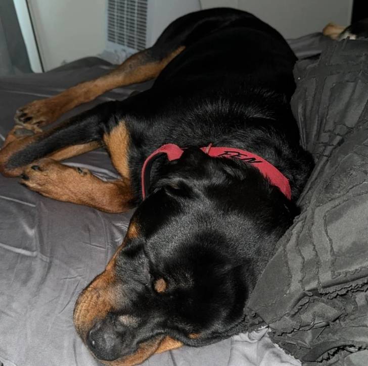 Un Rottpeake allongé sur un lit et portant un collier autour du cou 