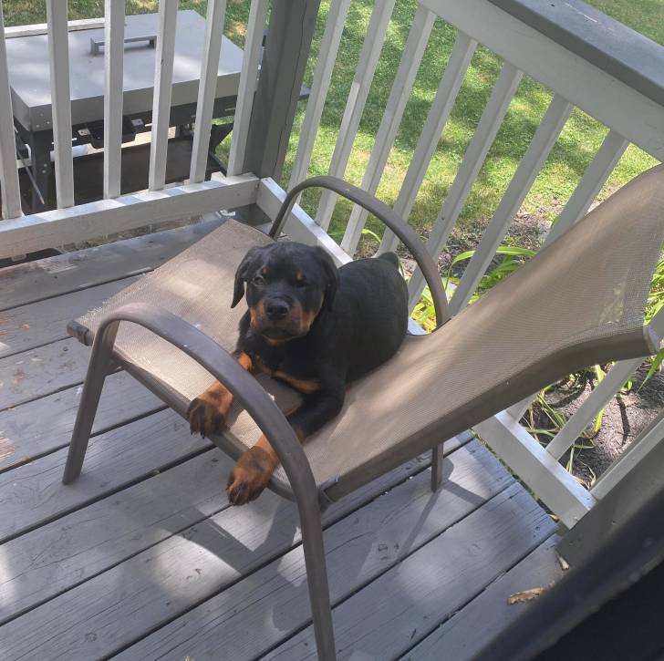 Un Rottpeake au pelage bicolore, allongé sur une chaise et regardant vers la caméra