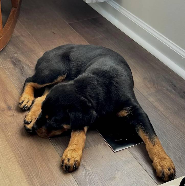 Un Rottpeake au pelage bicolore, allongé sur un plancher et semblant détendu 