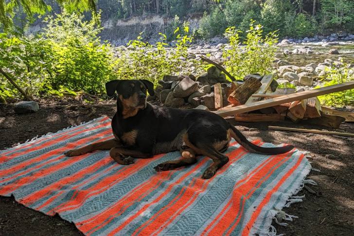 Un Rottpeake allongé sur un tapis et regardant vers la caméra 