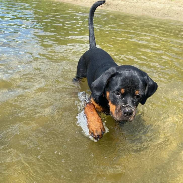 Un Rottpeake au pelage bicolore, debout sur ses quatre pattes dans l'eau et semblant détendu 