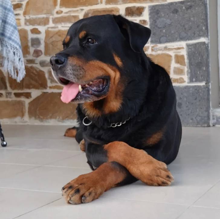 Un Rottpeake au pelage bicolore, allongé sur une surface carrelé et portant un collier autour du cou
