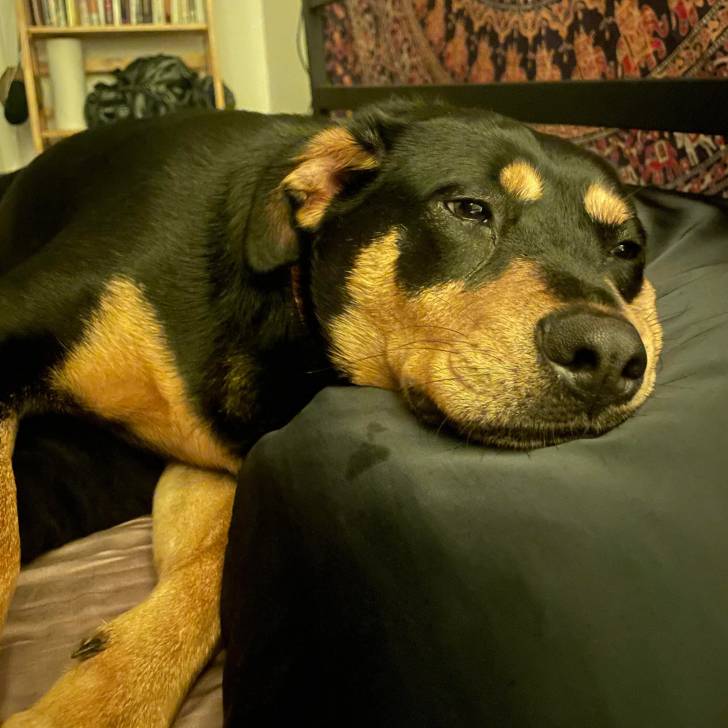 Un Rottpeake au pelage bicolore, allongé sur un lit et semblant détendu 