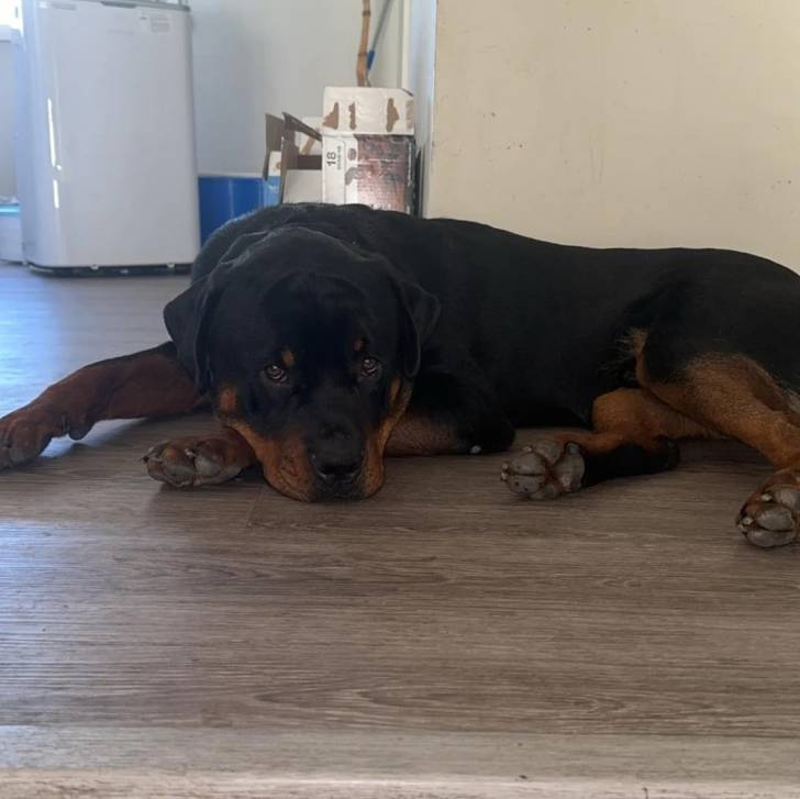 Un Rottpeake au pelage bicolore, allongé sur un plancher et regardant vers la caméra 