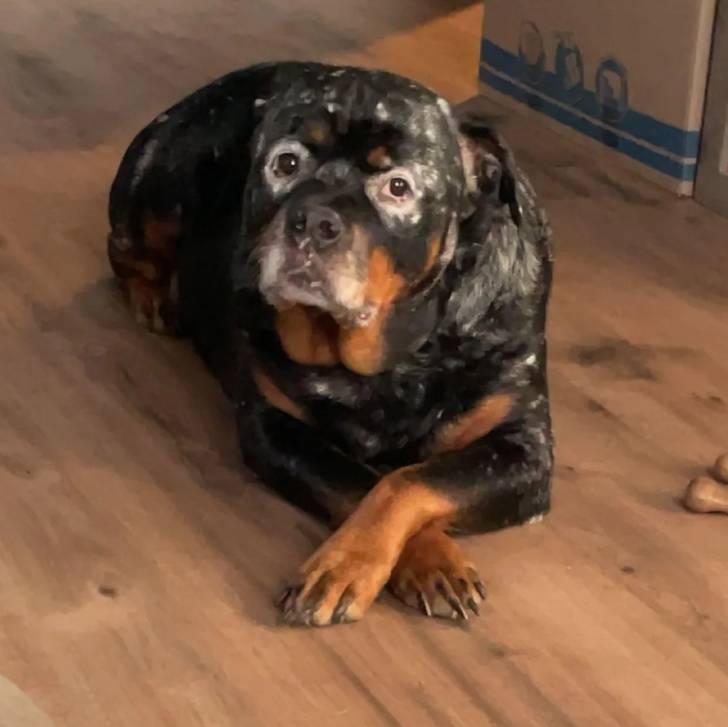 Un Rottpeake au pelage bicolore, allongé sur un plancher et regardant vers la caméra 