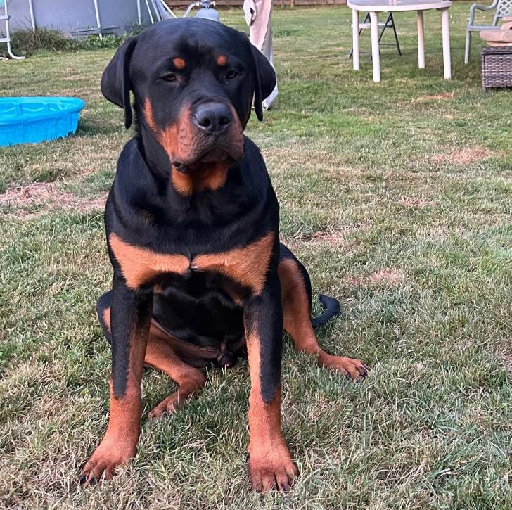 Un Rottpeake au pelage bicolore, assis sur une surface herbacée et semblant détendu 