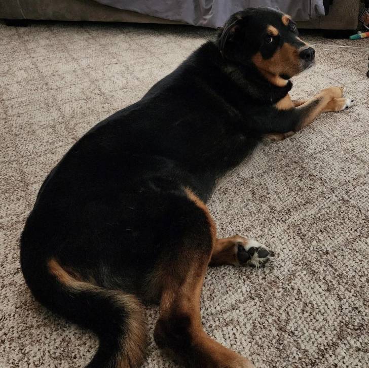 Un Rottpeake au pelage bicolore, allongé sur un tapis et regardant vers la caméra 