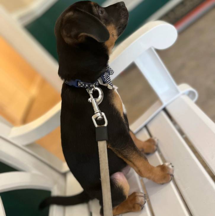 Un Rottpeake au pelage tricolore, assis sur un banc en bois et qui est tenu en laisse 