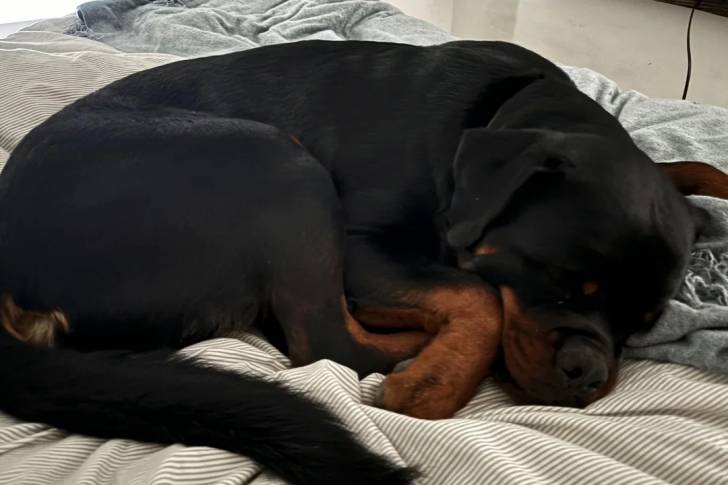 Un Rottpeake allongé sur un lit et semblant dormir 