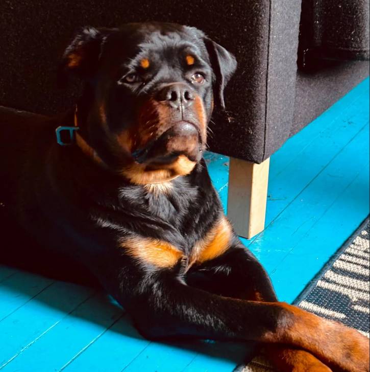 Un Rottpeake au pelage bicolore, allongé sur un plancher et regardant vers la caméra 