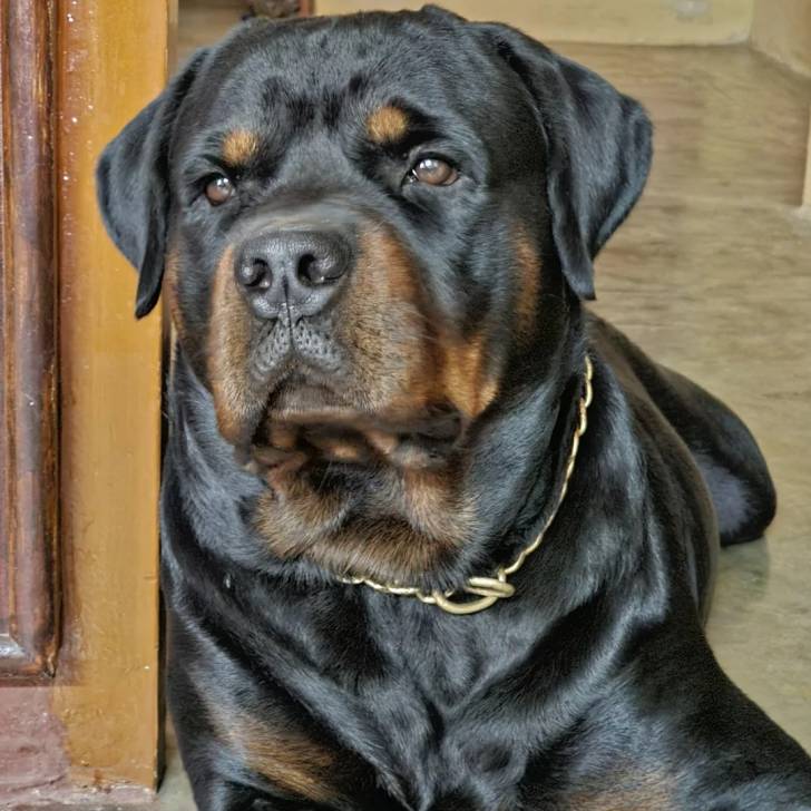 Un Rottpeake au pelage bicolore, allongé et portant un collier autour du cou 