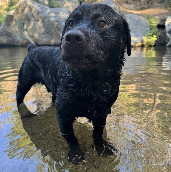 Un Rottpeake au pelage noir, debout sur ses quatre pattes dans l'eau et semblant détendu 