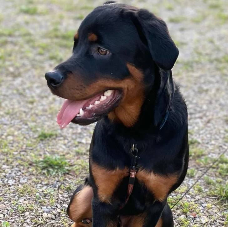 Un Rottpeake au pelage bicolore, tirant la langue et portant un harnais 