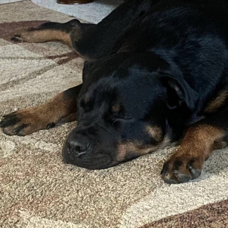 Un Rottpeake au pelage bicolore, allongé sur un tapis et semblant dormir 