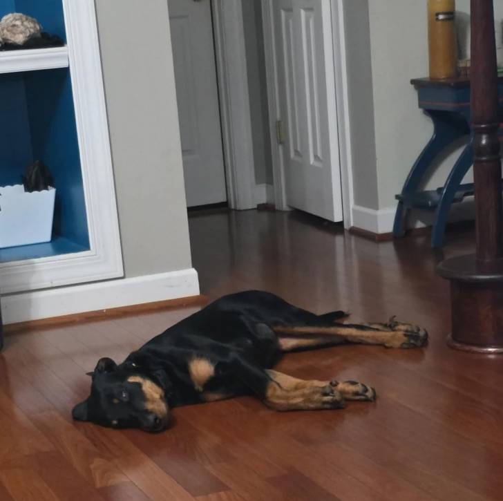 Un Rottpeake au pelage bicolore, allongé sur un plancher et semblant dormir