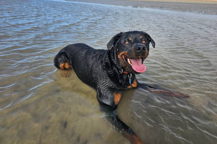 Un Rottpeake allongé dans l'eau et portant un collier autour du cou 