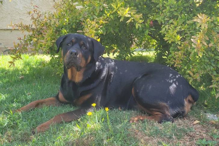 Un Rottpeake allongé sur une surface herbacée et regardant vers la caméra 