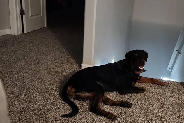 Un Rottpeake allongé sur un tapis et ayant la gueule ouverte