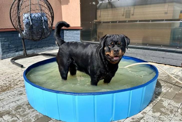 Un Rottpeake au pelage bicolore dans une piscine et regardant vers la caméra 