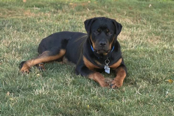 Un Rottpeake allongé sur une surface herbacée et portant un collier autour du cou