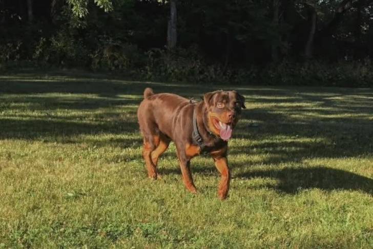 Un Rottpeake marchant sur un terrain gazonné ayant la langue pendante et portant un harnais 