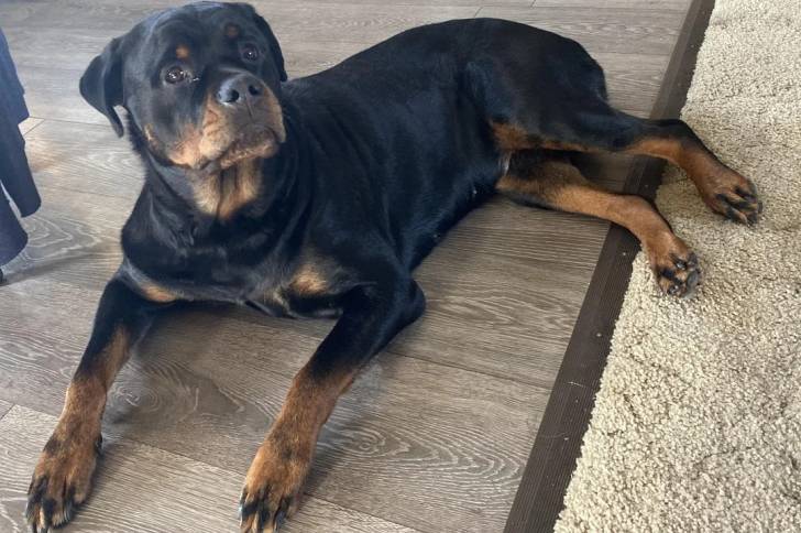 Un Rottpeake allongé sur un plancher et semblant détendu 