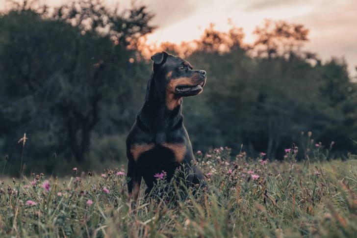Un Rottpeake assis sur un terrain herbeux et semblant détendu