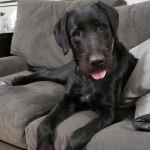 Un Pointer Bay au pelage noir, allongé sur un canapé, tirant la langue et regardant vers la caméra 