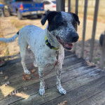 Un Pointer Bay au pelage bicolore, debout sur un plancher et qui est tenu en laisse 