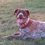 Un Pointer Bay au pelage bicolore, allongé sur une surface herbacée, tirant la langue et portant un collier autour du cou 