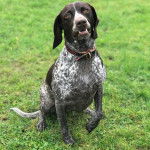 Un Pointer Bay au pelage tricolore, assis sur une surface herbacée et portant un collier autour du cou