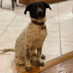 Un Pointer Bay au pelage bicolore, assis sur un sol carrelé et portant un collier autour du cou 