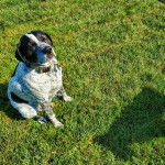 Un Pointer Bay au pelage bicolore, assis sur un terrain gazonné et portant un collier autour du cou