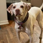 Un Pointer Bay au pelage bicolore, debout sur ses quatre pattes sur un plancher et portant un collier autour du cou 