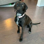 Un Pointer Bay au pelage bicolore, assis sur un plancher et portant un collier autour du cou 