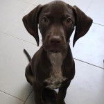 Un Pointer Bay au pelage bicolore, assis sur un sol carrelé et regardant vers la caméra