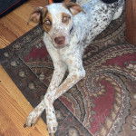 Un Pointer Bay au pelage bicolore, allongé sur un tapis et regardant vers la caméra