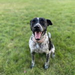 Un Pointer Bay au pelage bicolore, assis sur une surface herbacée et ayant la gueule ouverte 