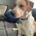 Un Pointer Bay au pelage bicolore, assis sur un canapé et portant un collier autour du cou 