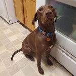 Un Pointer Bay au pelage bicolore, assis sur un sol carrelé et portant un collier autour du cou 