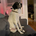 Un Pointer Bay au pelage bicolore, assis sur un canapé et portant un collier autour du cou 