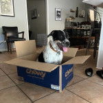 Un Pointer Bay au pelage bicolore, assis dans un carton, tirant la langue et portant un collier autour du cou