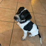 Un Pointer Bay au pelage bicolore, assis sur un sol carrelé et portant un collier autour du cou 