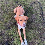 Un Pointer Bay au pelage bicolore, allongé sur une surface herbacée et qui est tenu en laisse